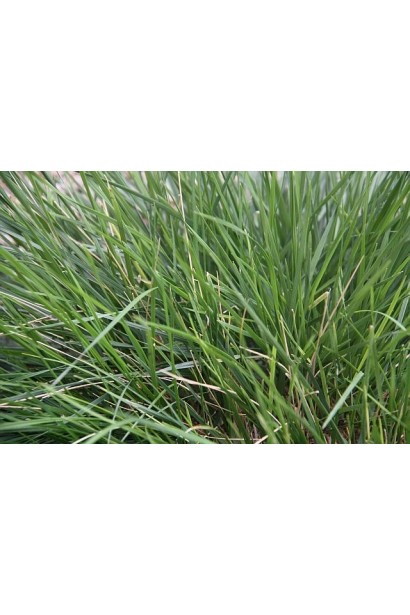 Луговик дернистий - тонке, довге, яскраво-зелене листя